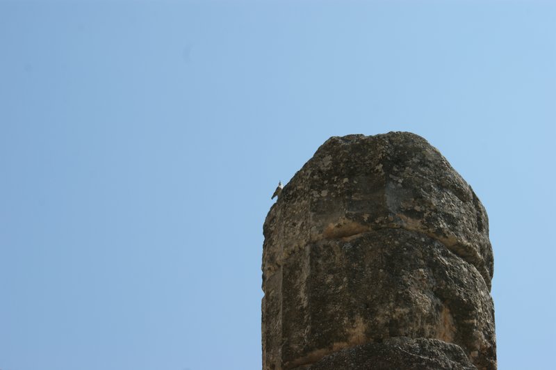 SONY DSC